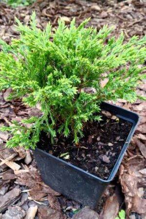 Juniperus horizontalis ‘Andorra Compact’