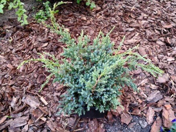 Juniperus squamata ‘Blue Carpet’
