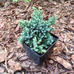Juniperus squamata ‘Blue Star’