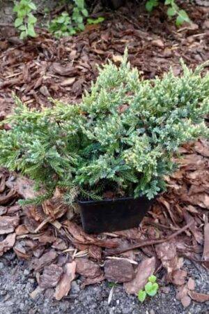 Juniperus squamata ‘Dream Joy’