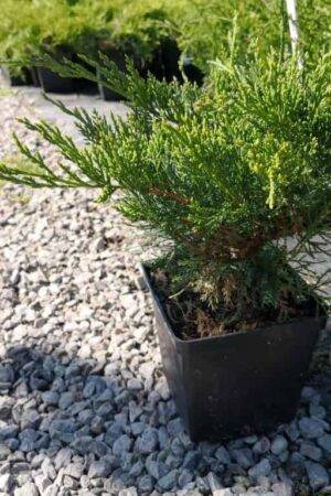 Juniperus-×pfitzeriana-‘Mint-Julep’-1024x768