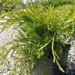 Juniperus-×pfitzeriana-‘Old-Gold’