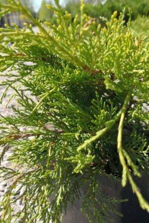 Juniperus-×pfitzeriana-‘Old-Gold’