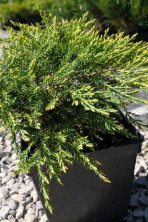 Juniperus ×pfitzeriana ‘Pfitzeriana Aurea’