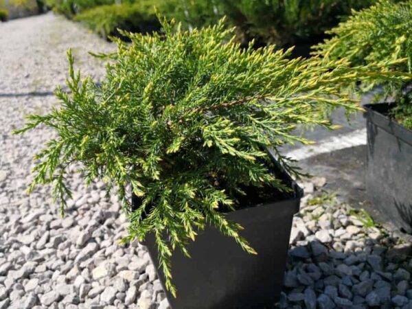 Juniperus ×pfitzeriana ‘Pfitzeriana Aurea’