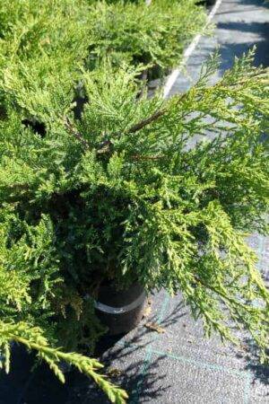 Juniperus-×pfitzeriana-‘Pfitzeriana-Compacta’-1024x768