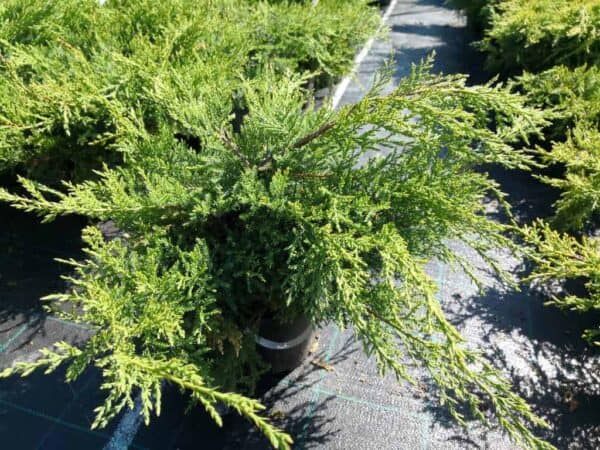 Juniperus-×pfitzeriana-‘Pfitzeriana-Compacta’-1024x768