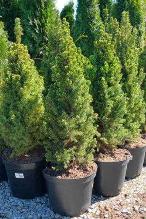 Picea glauca ‘Conica’ Stl. 60-70 cm