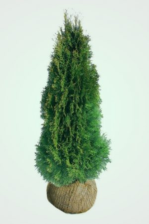 Thuja-Smaragd 160-180 cm ROTKLUMP