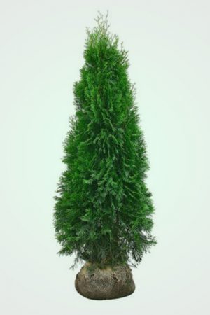 Thuja-Smaragd 180-200 cm ROTKLUMP