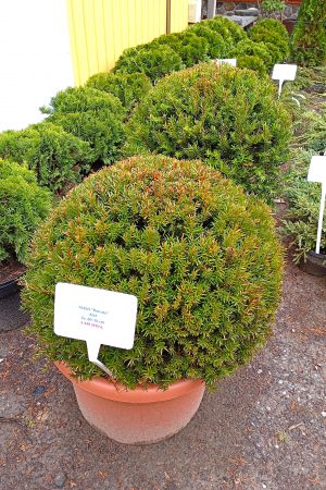 Idegran Taxus baccata Klot