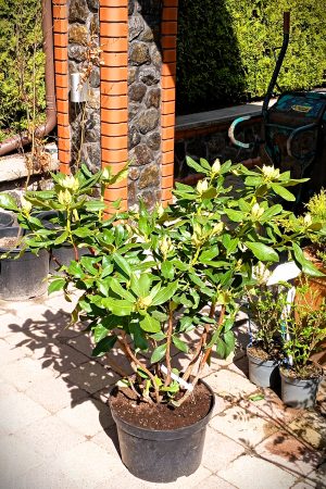 rhododendron
