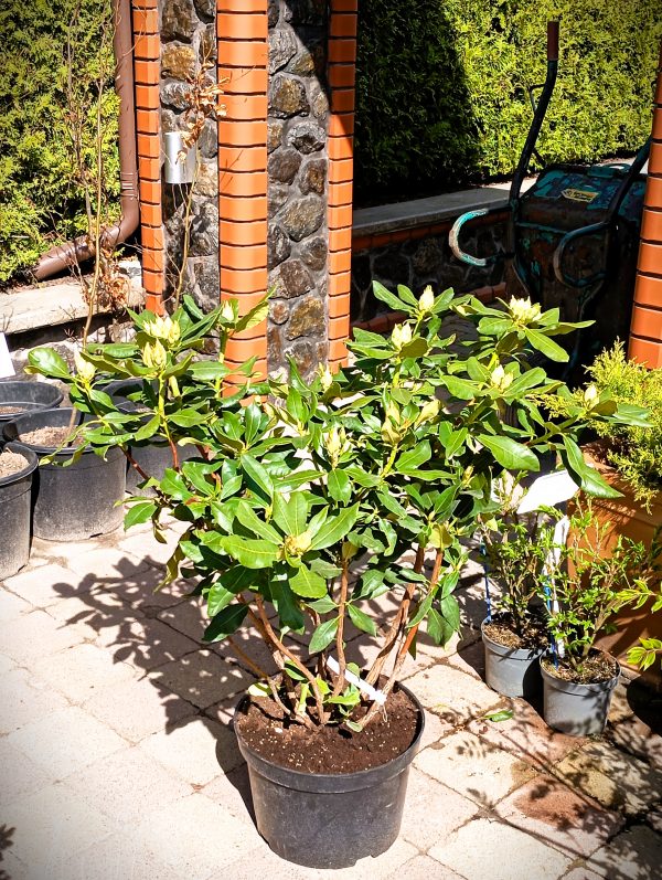 rhododendron
